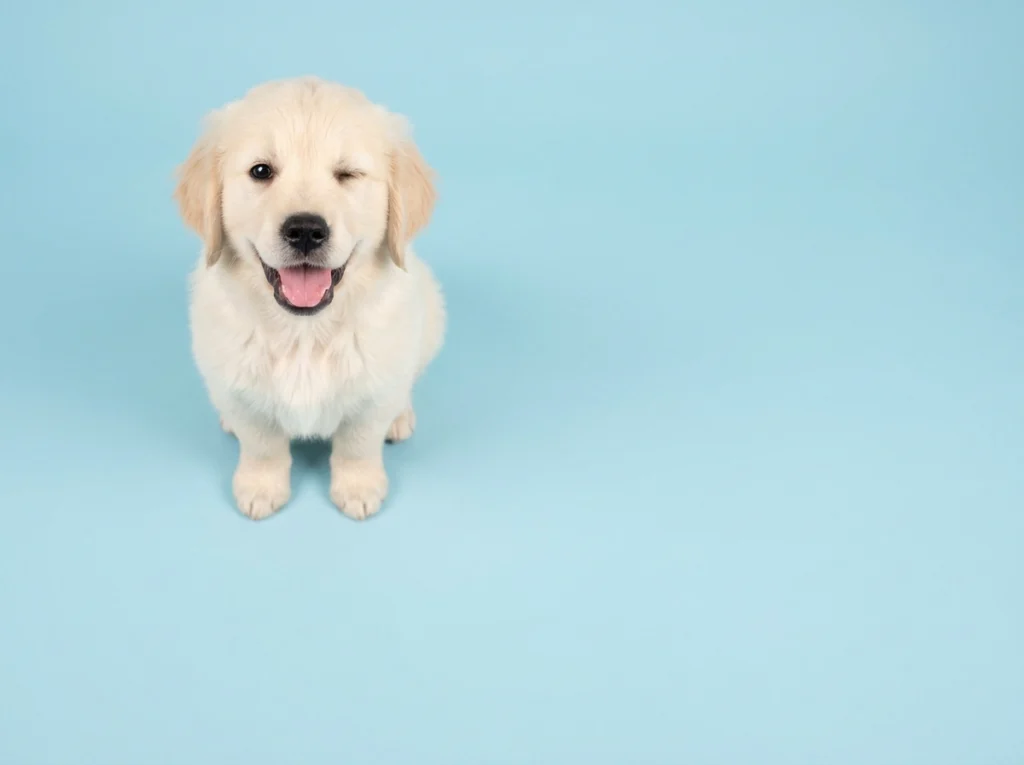 Chiot golden qui sourit