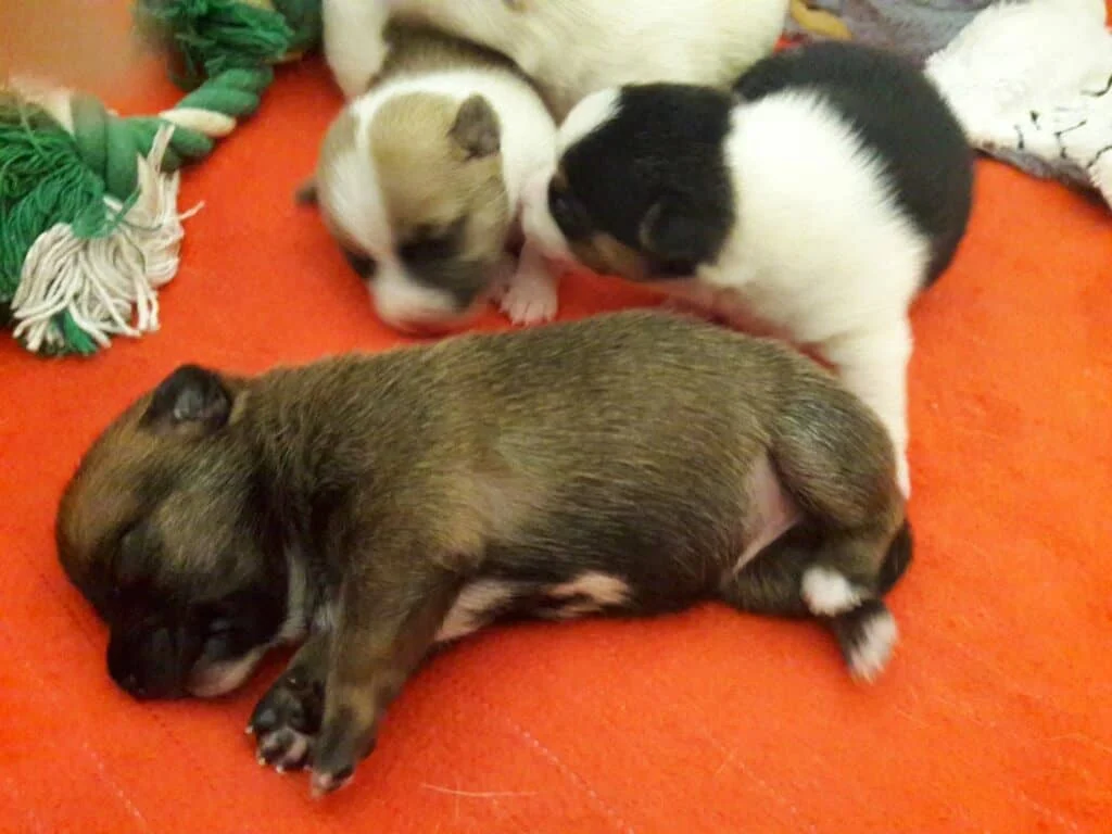 Chiot Kira lors de sa visite vétérinaire à domicile