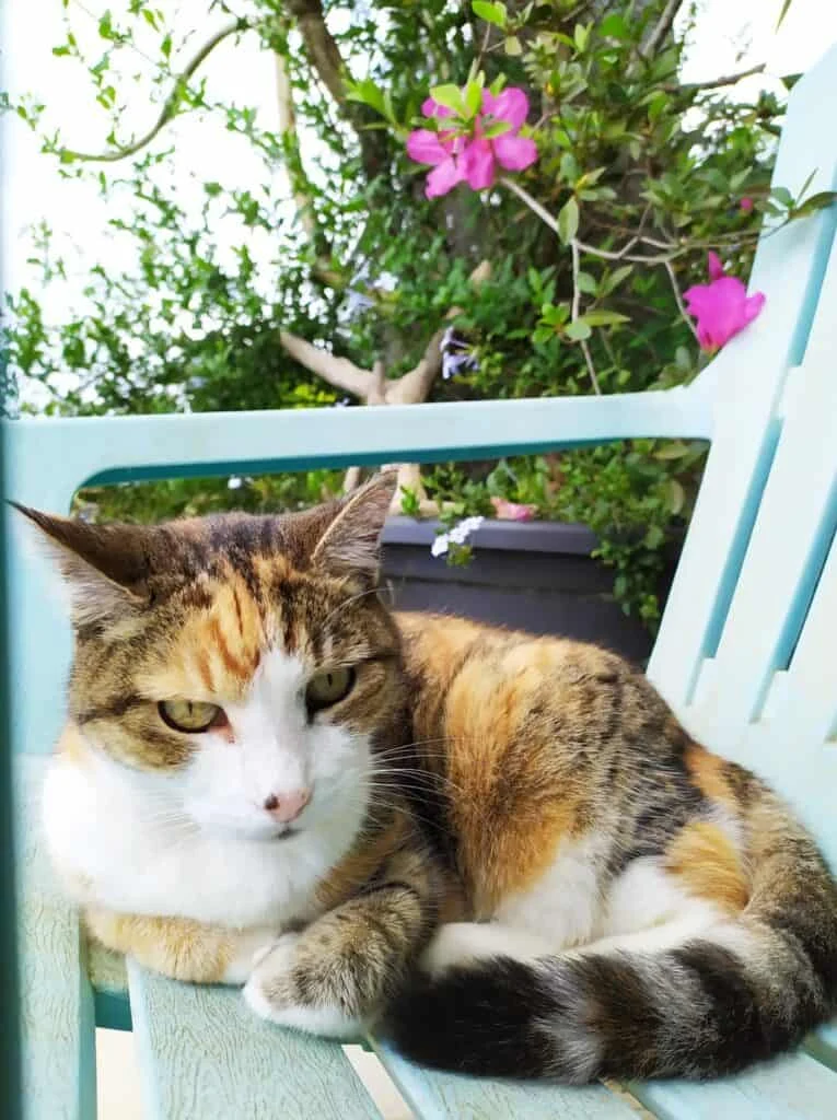 Chat pris en charge par l'équipe Vétodom à domicile