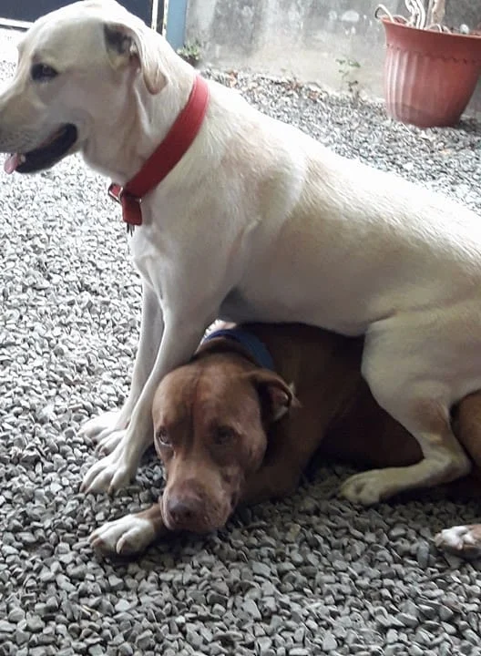Chien assis avec son compagnon lors d'une visite à domicile à Nouméa