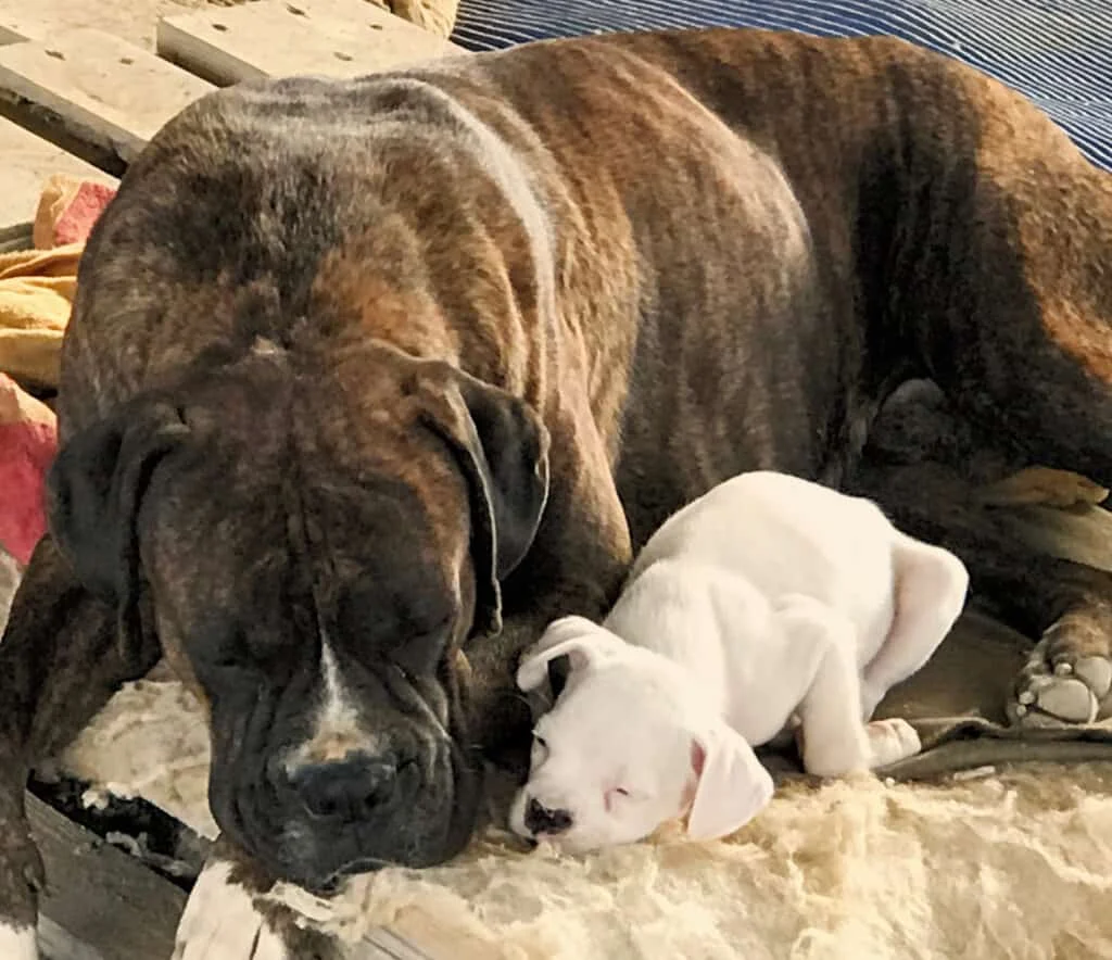 Chien pendant une consultation vétérinaire à domicile à Nouméa