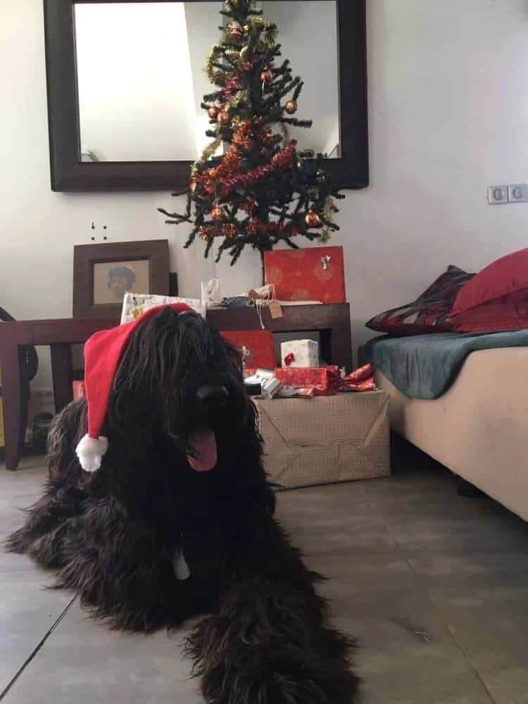 Chien costumé pour Noël, patient de Vétodom dans le Grand Nouméa