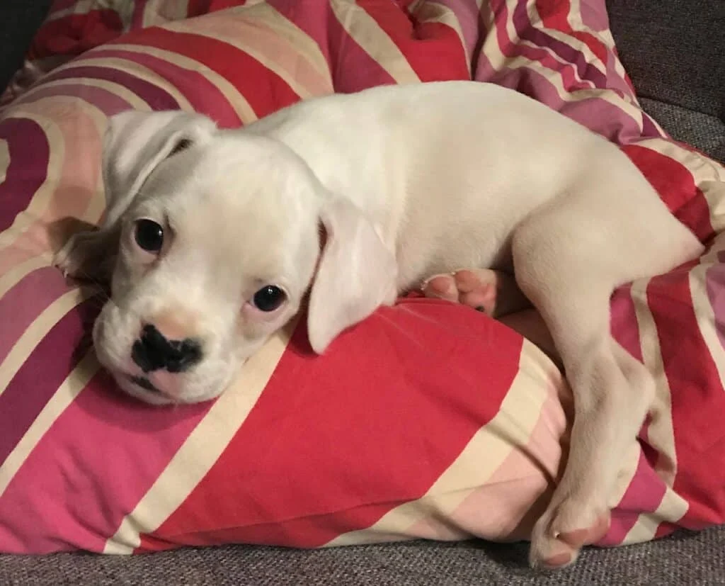 Chien souriant après sa visite du vétérinaire à domicile à Nouméa