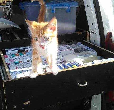 Chaton tigré roux examiné par le vétérinaire à domicile
